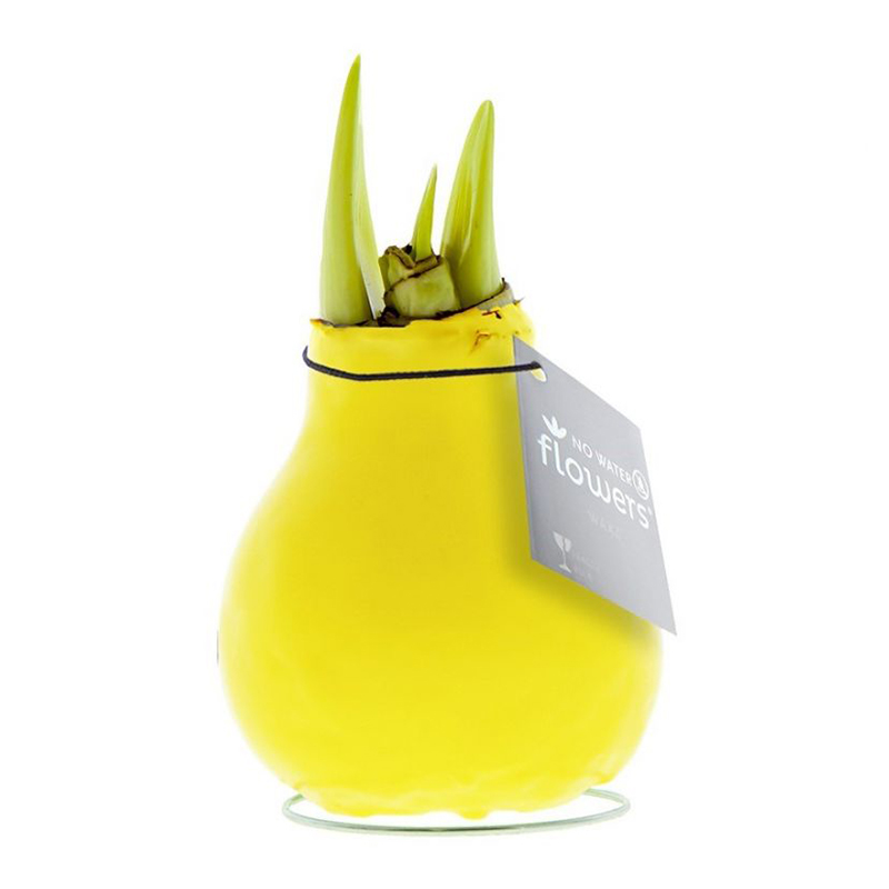 Amaryllis bulb in gift box - Image 16